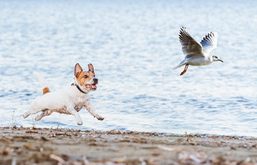 Naughty Dog chasing gull bird playing on beach