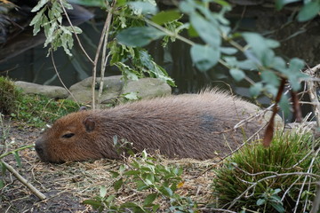 capybara lying on the ground