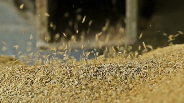 Husk from Rice milling machine during work.Rice husks used for fuel in brick making.Rural in developing countries use Handmade rice milling machine for Separate rice from shell to good healthy eating.