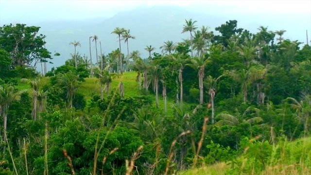 Tropical forest on mountain slope on cloudy day ayt Mindoro, Philippines