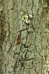 Baumrinde
