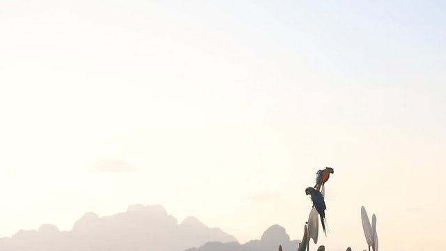 A couple of Blue yellow macaw parrot bird is on a post together in silhouette with mountain on background, soft sun light with some fog