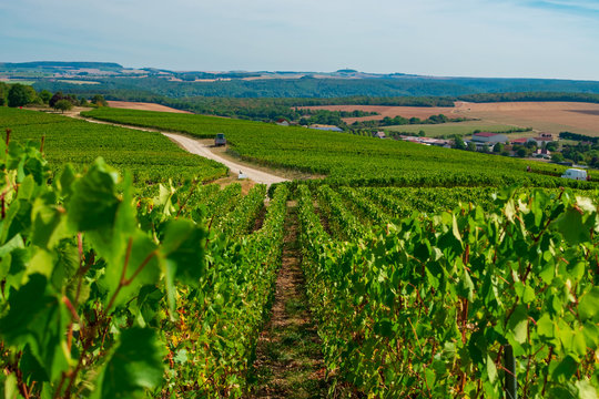 Vignoble