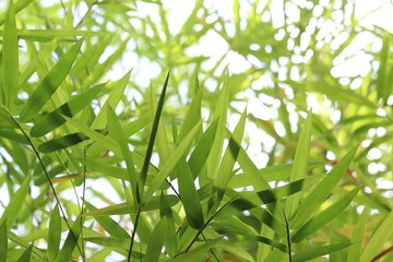 Green bamboo leaves texture background
