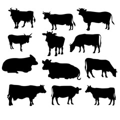 set of cow.cow silhouettes set isolated on white background vector