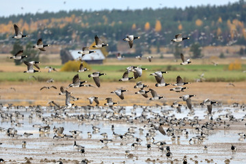 Fototapeta na wymiar Large number of geese in autumn