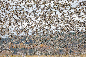Large number of geese in autumn