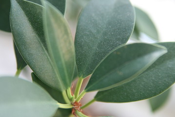 background of green leaves close-up