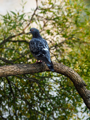Blue dove on a tree branch.