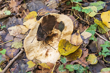 altra vista del fungo in un bosco in autunno
