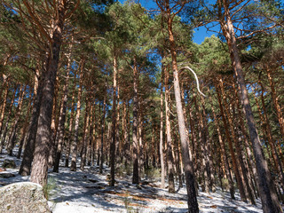 Snowy forest of the Sierra de Guadarrama of Madrid