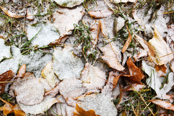 autumn leaves on ground