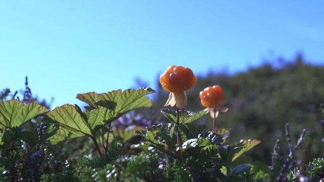 Berry in the wind in the mountains, sea
