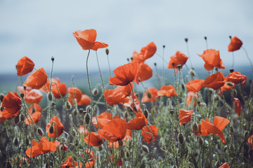 the poppies field