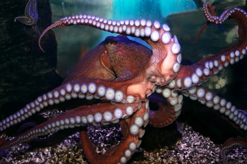 Octopus (Octopoda).