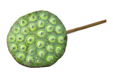 Pod of Royal lotus and seed pods with green leaf isolated on a white background 