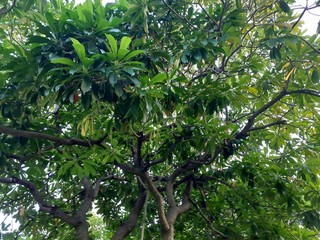 Bottom View of a Tree with green leaves in a park