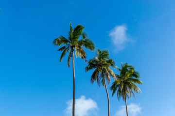 Palm trees over a blue skies 