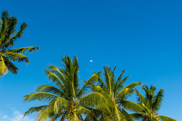 Fototapeta na wymiar Moon rising on top of palm trees and blue sky