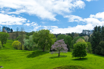 Tree with pink blossoms in the middle of a green field