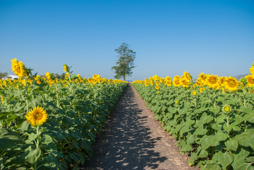 Fototapeta na wymiar sunflowers, sunflowers farm, sunflowers from Thailand country