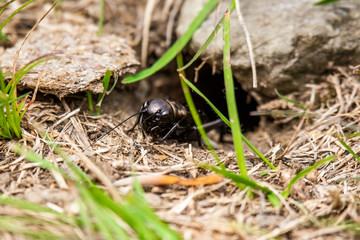 black cricket. Gryllus campestris