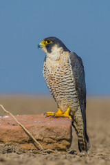 bird of prey