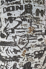 Scratch marks and notches with knife or razor on the trunk of a white birch tree  - signs, symbols and marks texture
