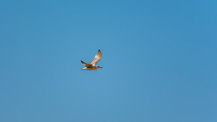 Seagull at Razo Beach, A Coruña, Spain
