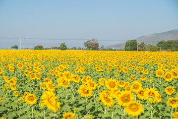 sunflowers, sunflowers farm, sunflowers from Thailand country