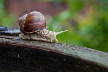 Schnecke Schneckenhaus Makro 