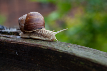 Schnecke Schneckenhaus Makro 