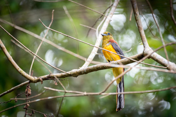 Orange-breasted Trogon perching on branch and looking wild fruit for eat.
