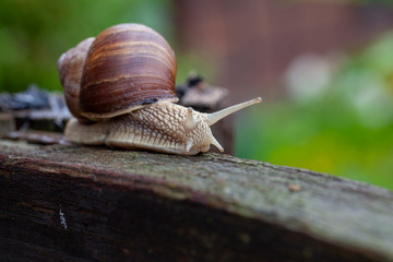 Schnecke Schneckenhaus Makro 