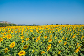 sunflowers, sunflowers farm, sunflowers from Thailand country