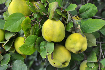 Quince ripen on the branch of the bush