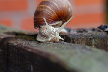 Schnecke Schneckenhaus Makro 