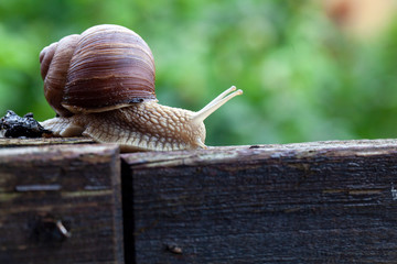 Schnecke Schneckenhaus Makro 