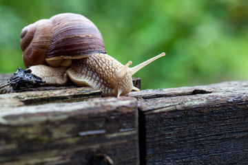 Schnecke Schneckenhaus Makro 