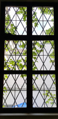 Window with metal bars. Outside a window with a metal grill, green leaves of wild grapes are visible.