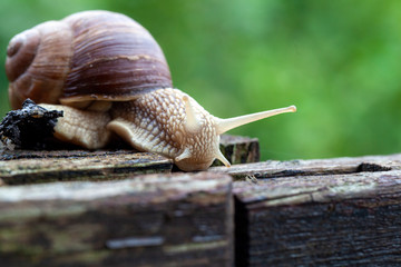 Schnecke Schneckenhaus Makro 