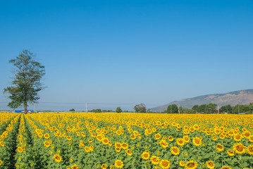 Obraz premium sunflowers, sunflowers farm, sunflowers from Thailand country