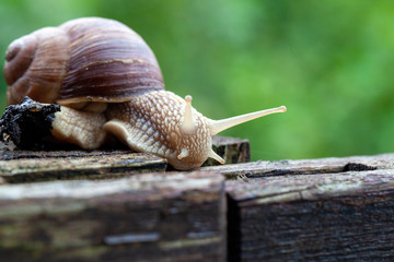 Schnecke Schneckenhaus Makro 