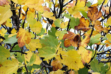 autumn leaves turn yellow, winter approaches