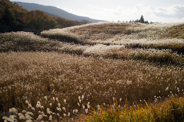 すすきのはらっぱ