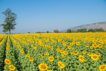 sunflowers, sunflowers farm, sunflowers from Thailand country