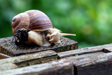 Schnecke Schneckenhaus Makro 