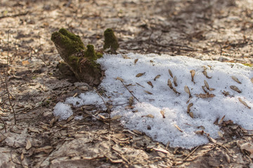 Remains of snow in the forest in spring.