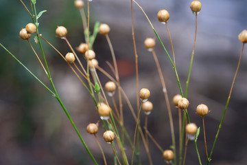 Selective focus ripened flax seeds on a twig. Flowers after flowering with a seed box. The arrival of autumn dried branches of plants.