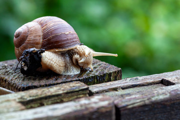 Schnecke Schneckenhaus Makro 